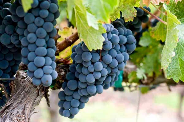 Zinfandel Grape