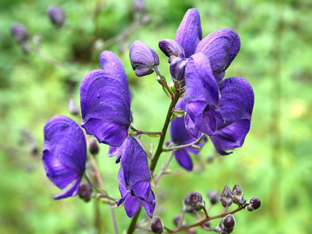 Aconitum