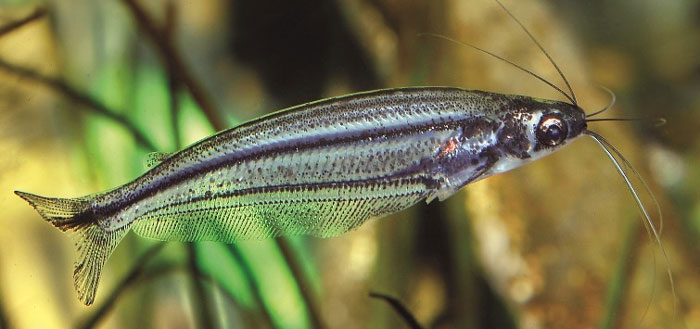 African Glass Catfish