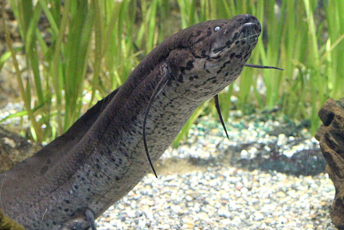 African Lungfish