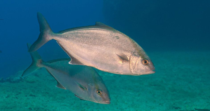 Amberjack