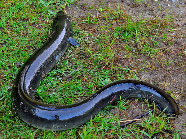 American eels