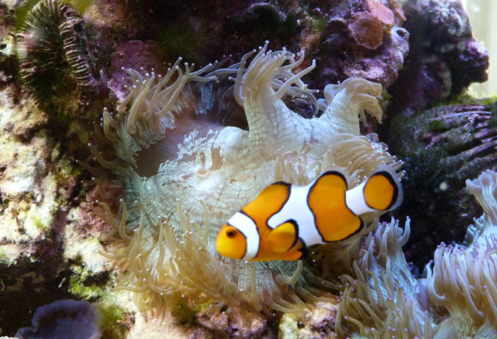 Anemonefish