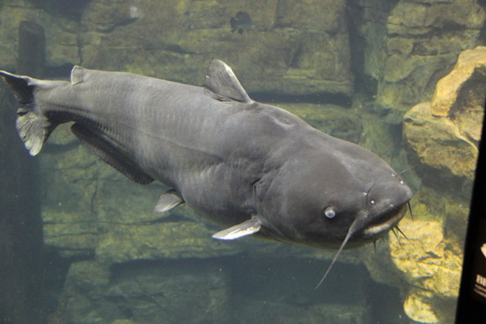 Angler catfish