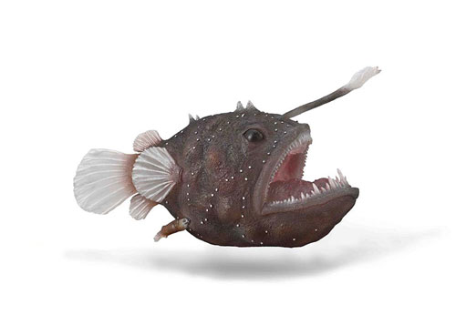 Anglerfish