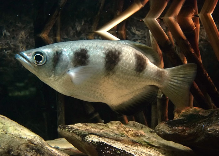 Archerfish