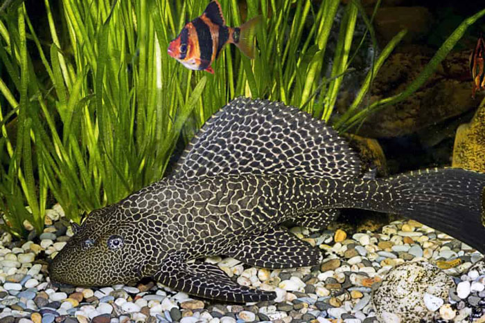 Armored Catfish