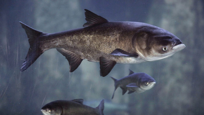 Asian Carp