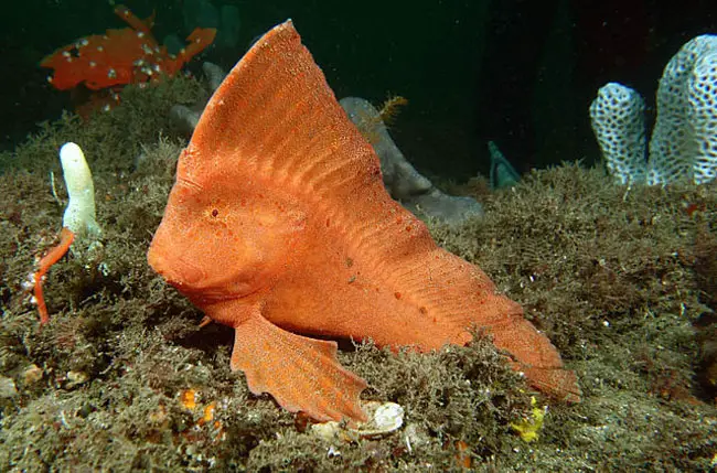 Australian Prowfish