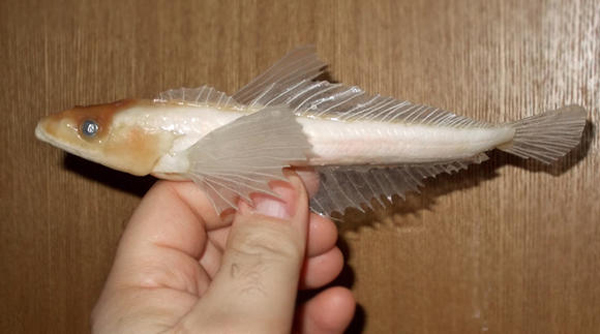 Baikal Oilfish