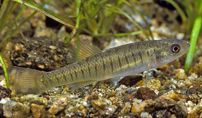 Banded Killifish