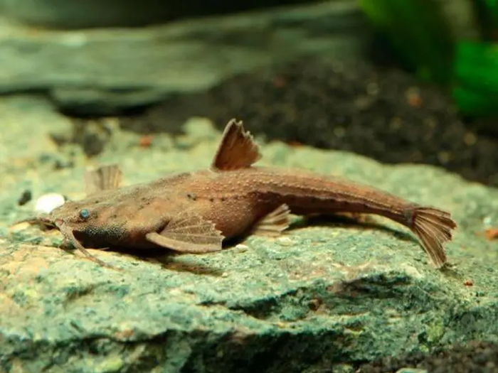 Banjo Catfish