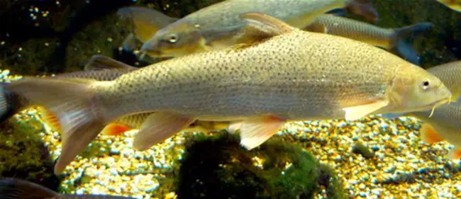 Barbel-less Catfish