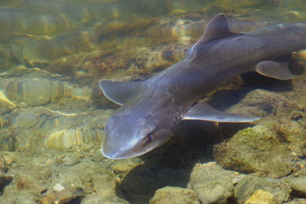 Barbeled Houndshark