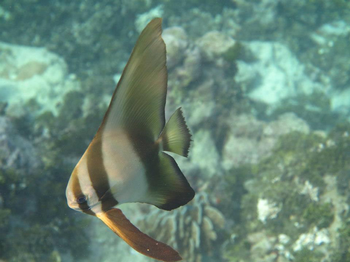 Batfish