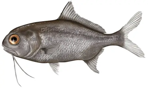 Beardfish
