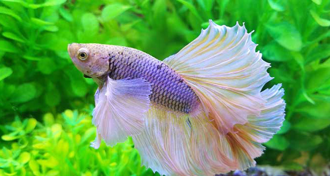 Betta