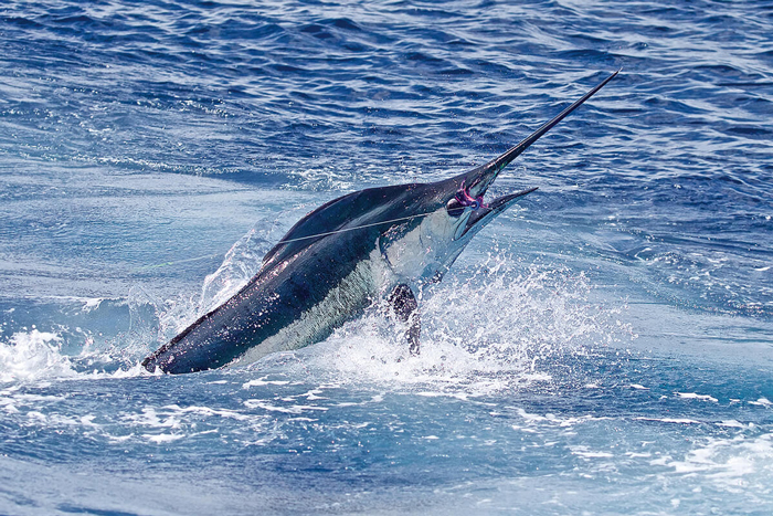 Billfish