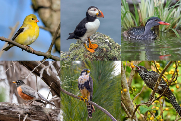 Birds That Start With The Letter A