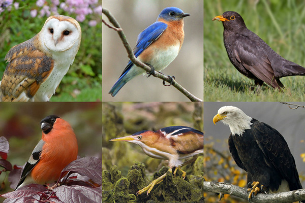 Birds That Start With The Letter B