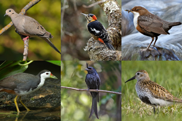 Birds That Start With The Letter D