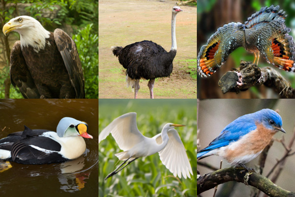 Birds That Start With The Letter E