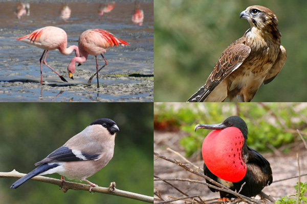 Birds That Start With The Letter F