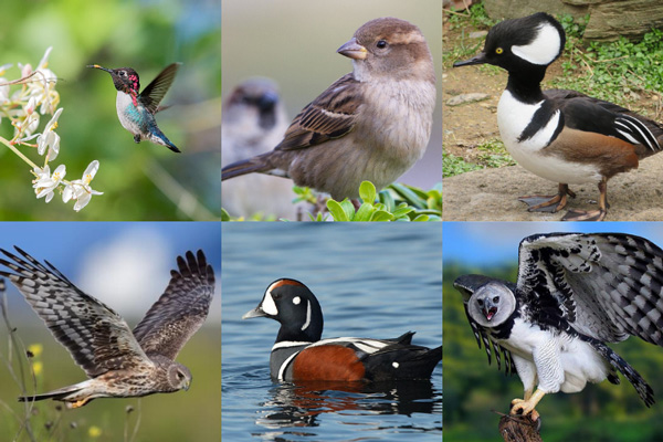 Birds That Start With The Letter H