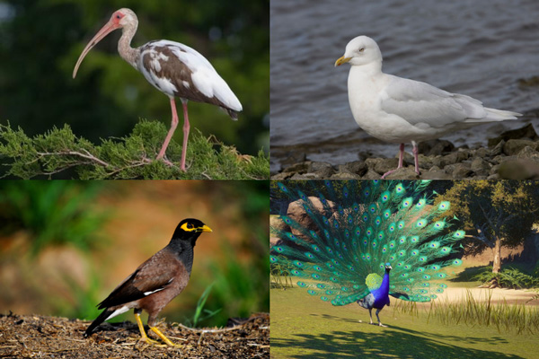 Birds That Start With The Letter I