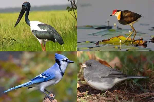 Birds That Start With The Letter J