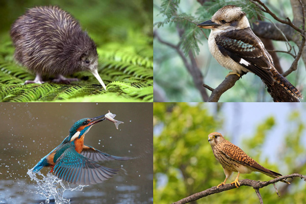 Birds That Start With The Letter K