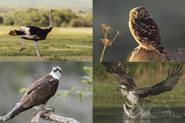 Birds That Start With The Letter O
