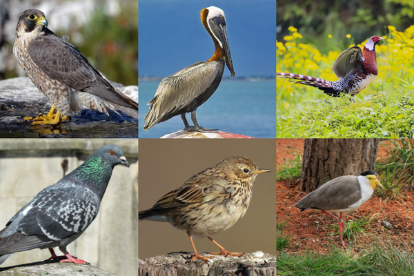 Birds That Start With The Letter P
