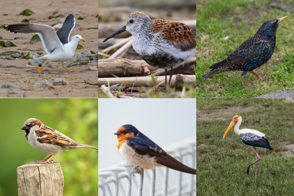 Birds That Start With The Letter S