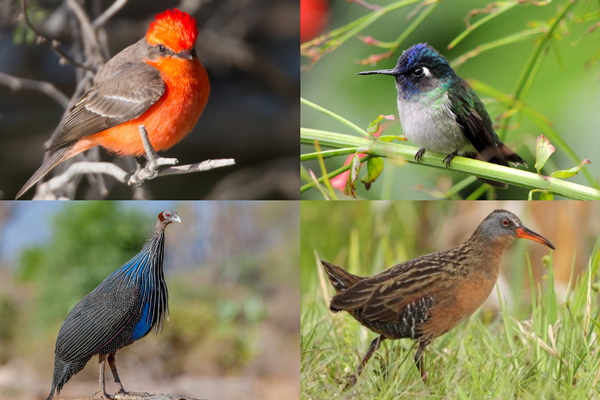 Birds That Start With The Letter V