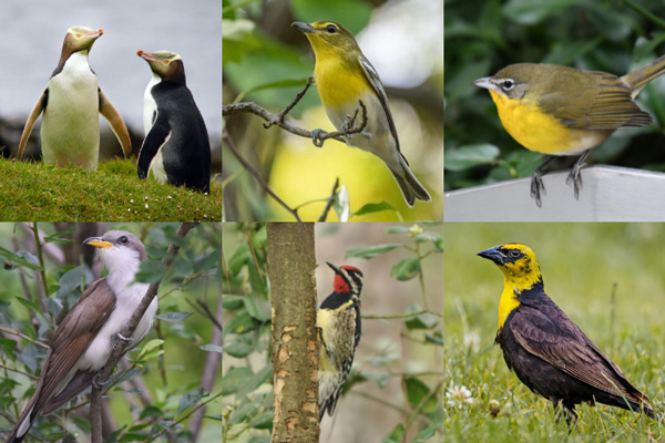 Birds That Start With The Letter Y
