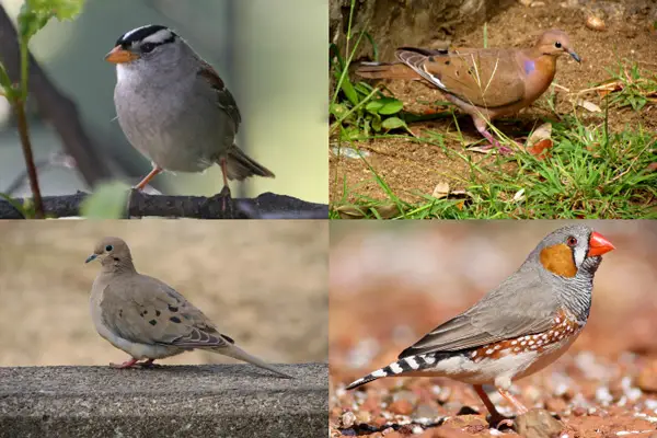 Birds That Start With The Letter Z