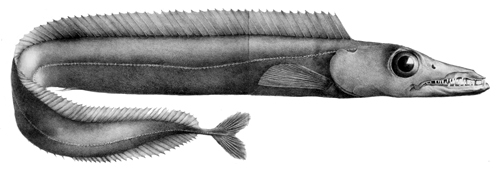 Black Scabbardfish