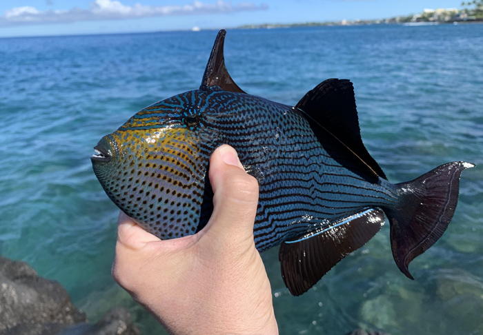 Black Triggerfish