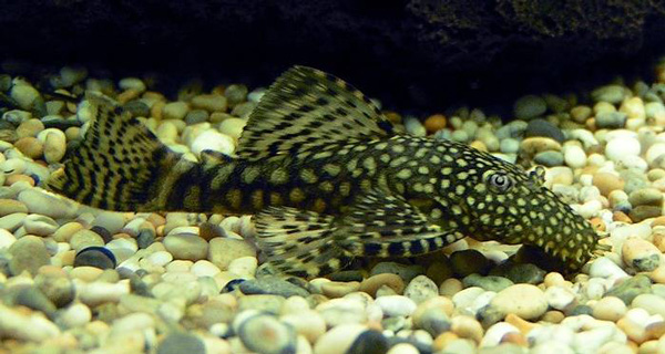 Bristlenose Pleco