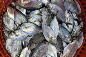 110+ Fishes That Start With B