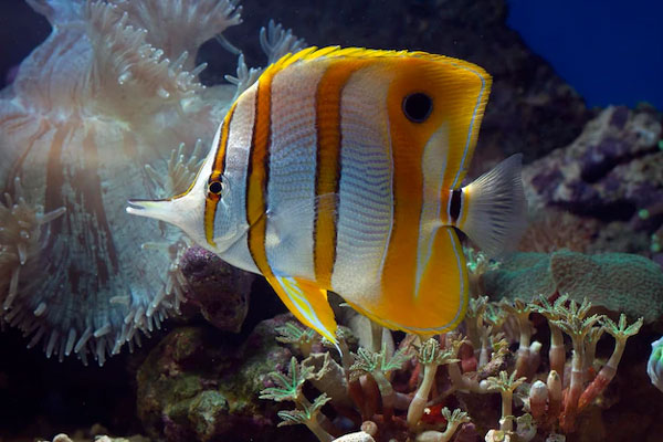 Butterflyfish