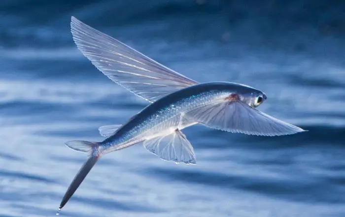 California Flyingfish