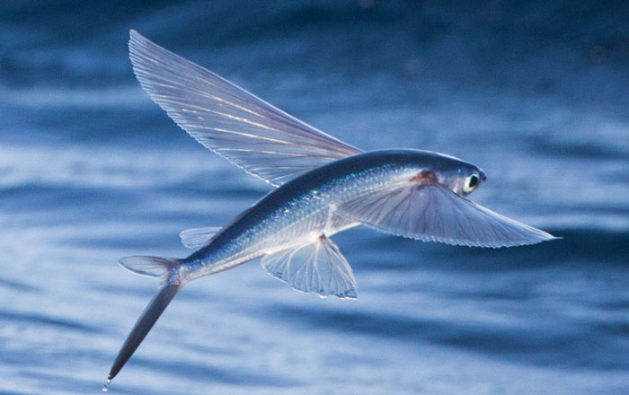 California Flyingfish