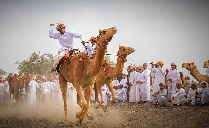 Camel Racing