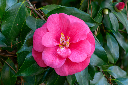 Camellias