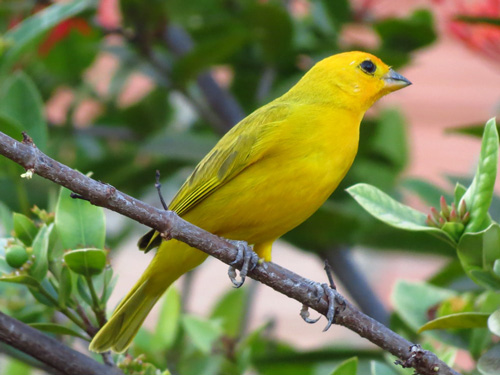 Canary Bird