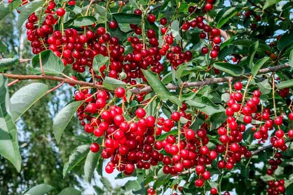 Capulin Cherry