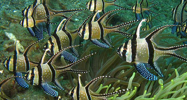 Cardinalfish