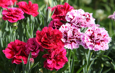 Carnations